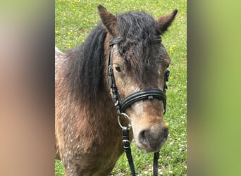 Shetland Ponys, Wallach, 3 Jahre, 105 cm, Tigerschecke
