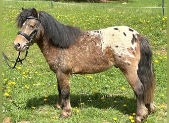 Shetland Ponys, Wallach, 3 Jahre, 105 cm, Tigerschecke