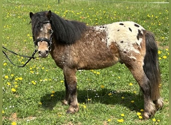 Shetland Ponys, Wallach, 3 Jahre, 105 cm, Tigerschecke