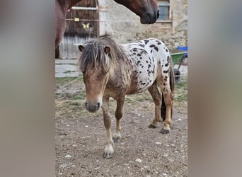 Shetland Ponys, Wallach, 3 Jahre, 108 cm