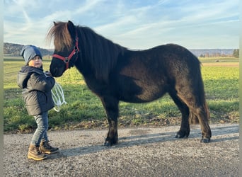 Shetland Ponys, Wallach, 3 Jahre, 108 cm, Rappe