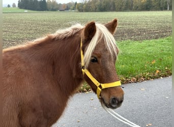 Shetland Ponys, Wallach, 3 Jahre, 110 cm, Fuchs