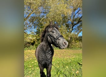 Shetland Ponys, Wallach, 3 Jahre, 110 cm, Tigerschecke