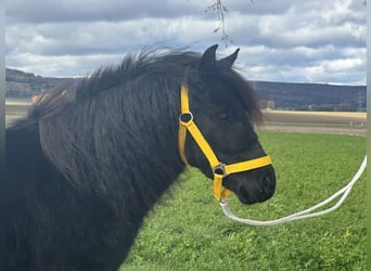 Shetland Ponys, Wallach, 3 Jahre, 112 cm, Rappe
