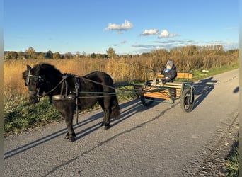 Shetland Ponys, Wallach, 3 Jahre, 112 cm, Rappe