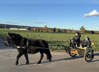 Shetland Ponys, Wallach, 3 Jahre, 112 cm, Rappe