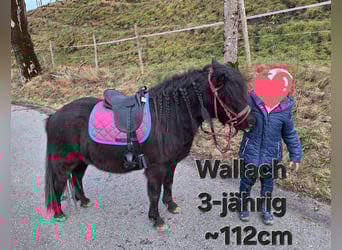 Shetland Ponys, Wallach, 3 Jahre, 112 cm, Rappe