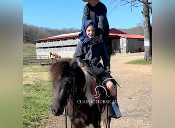 Shetland Ponys, Wallach, 3 Jahre, 112 cm, Tobiano-alle-Farben