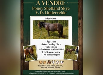 Shetland Ponys, Wallach, 3 Jahre, 70 cm, Grullo