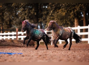 Shetland Ponys, Wallach, 3 Jahre, 82 cm