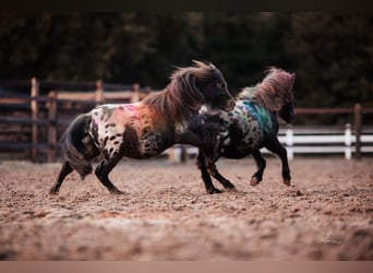 Shetland Ponys, Wallach, 3 Jahre, 82 cm