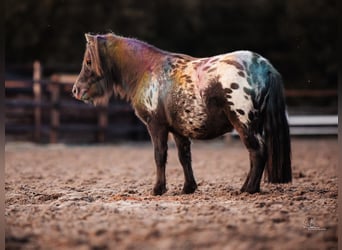 Shetland Ponys, Wallach, 3 Jahre, 82 cm
