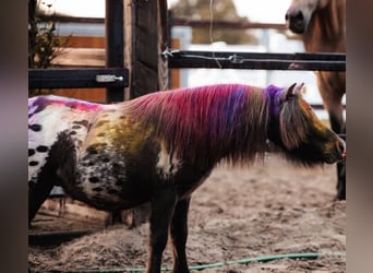 Shetland Ponys, Wallach, 3 Jahre, 82 cm