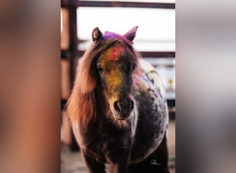 Shetland Ponys, Wallach, 3 Jahre, 82 cm