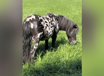 Shetland Ponys, Wallach, 3 Jahre, 82 cm