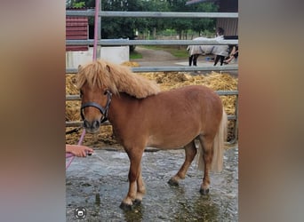 Shetland Ponys, Wallach, 3 Jahre, 83 cm, Fuchs