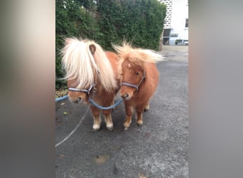 Shetland Ponys Mix, Wallach, 3 Jahre, 85 cm, Fuchs