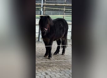 Shetland Ponys, Wallach, 3 Jahre, 92 cm, Rappe