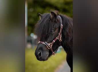 Shetland Ponys, Wallach, 3 Jahre, 95 cm, Rappe