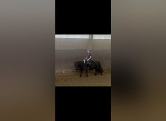 Shetland Ponys, Wallach, 3 Jahre, 95 cm, Rappe