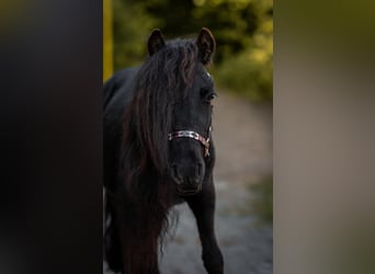 Shetland Ponys, Wallach, 3 Jahre, 95 cm, Rappe