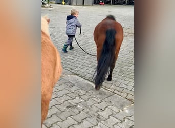 Shetland Ponys, Wallach, 3 Jahre, 97 cm, Brauner