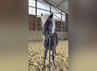 Shetland Ponys, Wallach, 3 Jahre, 98 cm