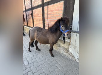 Shetland Ponys Mix, Wallach, 3 Jahre, 98 cm, Rappe