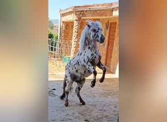 Shetland Ponys, Wallach, 3 Jahre, Overo-alle-Farben