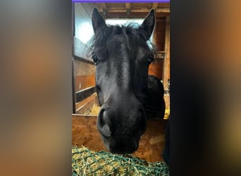 Shetland Ponys, Wallach, 4 Jahre, 100 cm