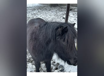 Shetland Ponys, Wallach, 4 Jahre, 100 cm, Rappe