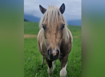 Shetland Ponys, Wallach, 4 Jahre, 100 cm, Schecke