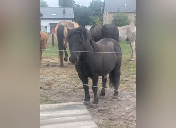 Shetland Ponys, Wallach, 4 Jahre, 106 cm, Rappe