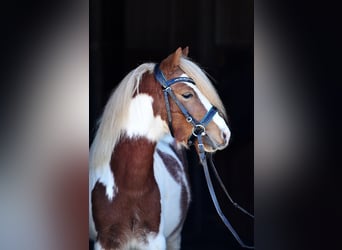 Shetland Ponys, Wallach, 4 Jahre, 107 cm, Schecke