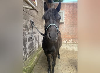 Shetland Ponys, Wallach, 4 Jahre, 110 cm, Brauner