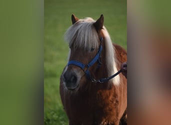 Shetland Ponys, Wallach, 4 Jahre, 110 cm, Fuchs