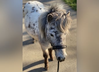 Shetland Ponys, Wallach, 4 Jahre, 110 cm, Schecke