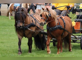 Shetland Ponys, Wallach, 4 Jahre, 112 cm, Fuchs