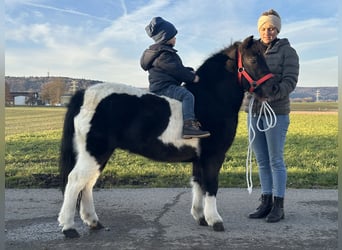 Shetland Ponys, Wallach, 4 Jahre, 114 cm, Schecke