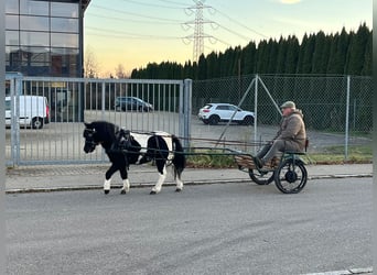 Shetland Ponys, Wallach, 4 Jahre, 114 cm, Schecke