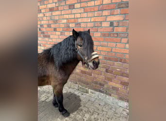 Shetland Ponys, Wallach, 5 Jahre, 100 cm, Brauner