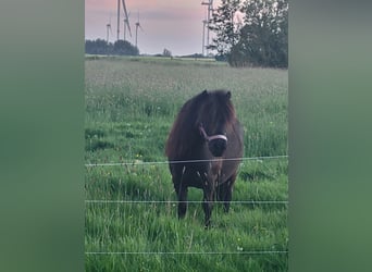 Shetland Ponys, Wallach, 5 Jahre, 100 cm, Rappe