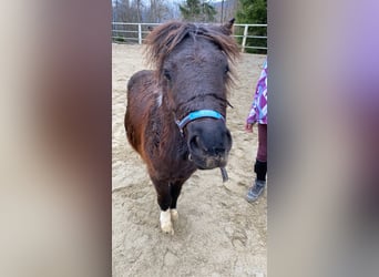 Shetland Ponys, Wallach, 5 Jahre, 100 cm, Schecke