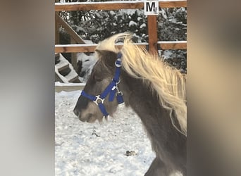Shetland Ponys, Wallach, 5 Jahre, 102 cm, Tigerschecke
