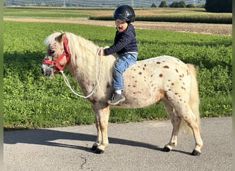 Shetland Ponys, Wallach, 5 Jahre, 104 cm, Tigerschecke