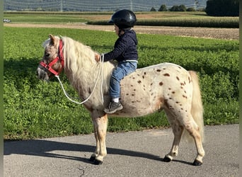 Shetland Ponys, Wallach, 5 Jahre, 104 cm, Tigerschecke