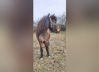 Shetland Ponys, Wallach, 5 Jahre, 105 cm, Dunkelbrauner