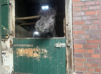 Shetland Ponys, Wallach, 5 Jahre, 105 cm, Rappe