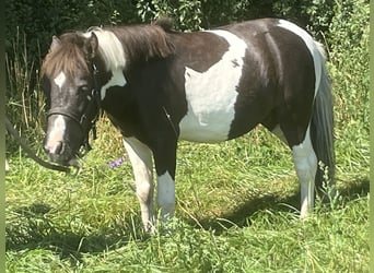 Shetland Ponys, Wallach, 5 Jahre, 105 cm, Schecke