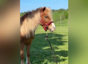 Shetland Ponys Mix, Wallach, 5 Jahre, 107 cm, Rotfuchs